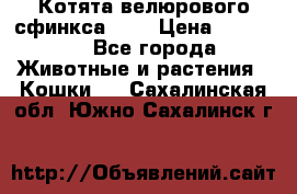 Котята велюрового сфинкса. .. › Цена ­ 15 000 - Все города Животные и растения » Кошки   . Сахалинская обл.,Южно-Сахалинск г.